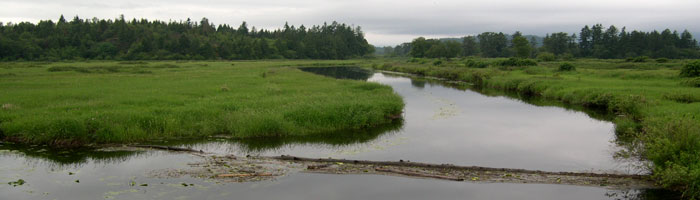 Codd Wetland Ecological Conservancy Area